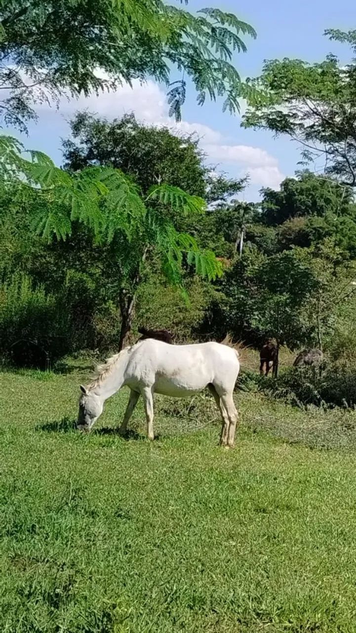 Vendo égua  - Foto 4