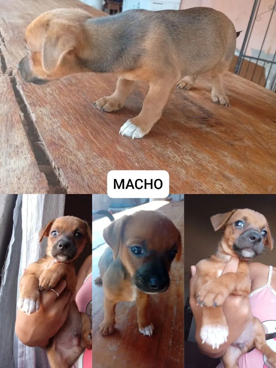  Pinscher  - Foto 2