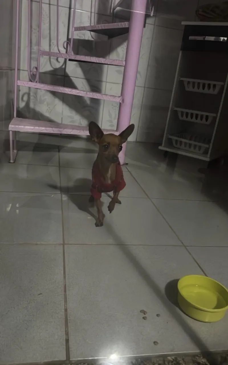 pinscher 