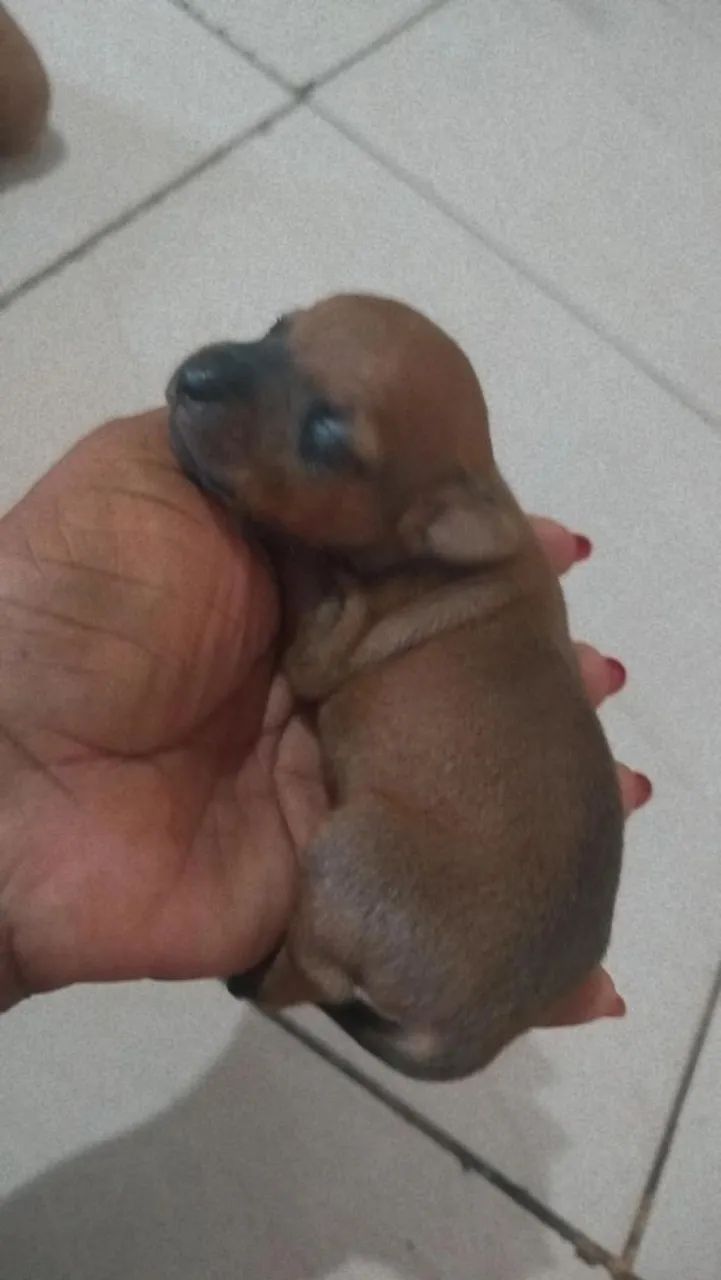 Venda de pets  - Foto 2