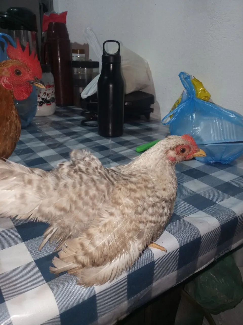 Galinha garnize  - Foto 3