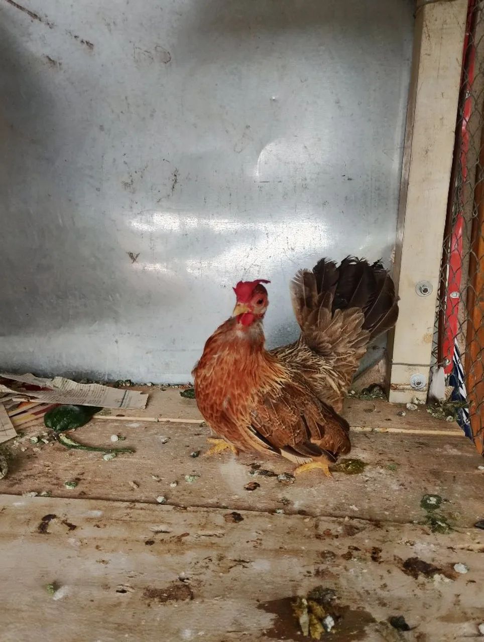 Mine nagazaki na cor perdiz 11 meses  - Foto 3