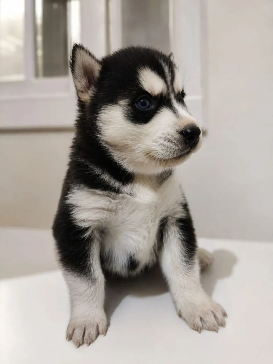 Lindos filhotes de hasky 