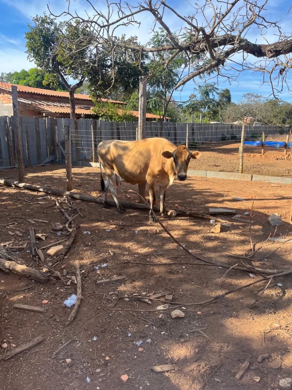 Vaca  - Foto 5