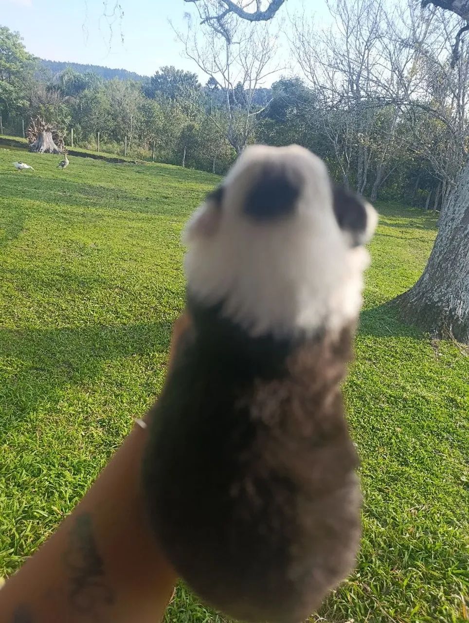 Filhotes de Border collie  - Foto 4