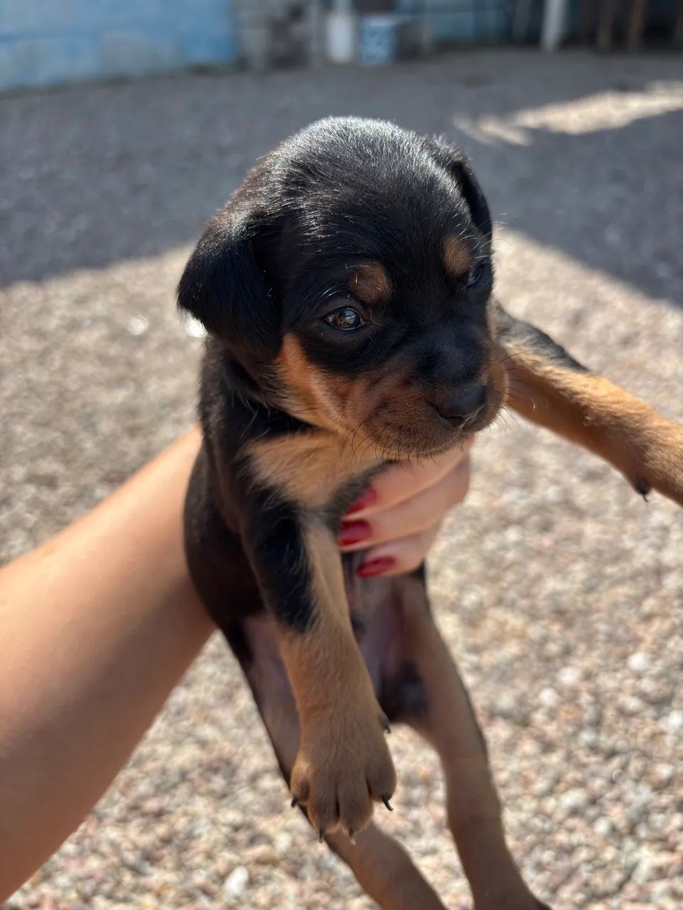 Cachorrinho pincher - Foto 2