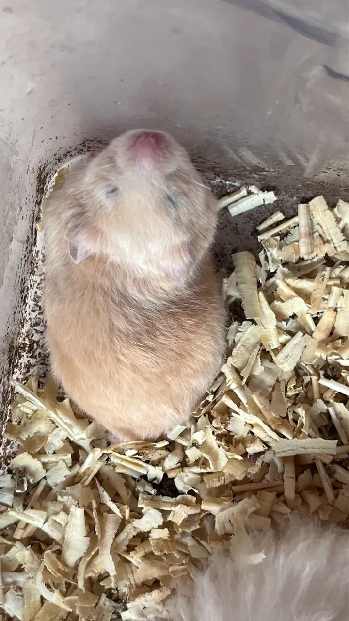 Hamster Sírio  - Foto 5
