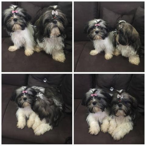 Filhotes fêmeas de shihtzu