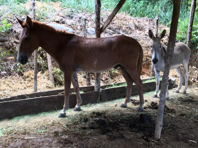 Fazenda de cacau em Ilhéus Bahia na RODOVIA DO CHOCOLATE / Super oportunidade - Foto 8