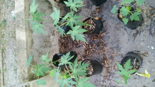 Mudas de Mamão Formosa - Foto 3