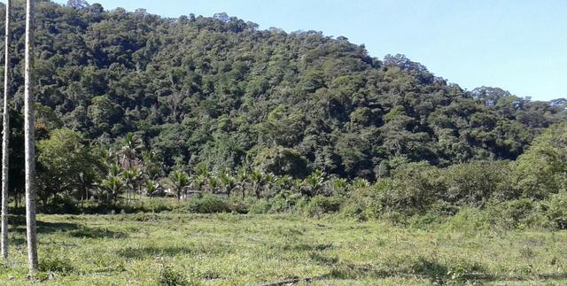 Vendo fazenda com 32 alqueres - Foto 8