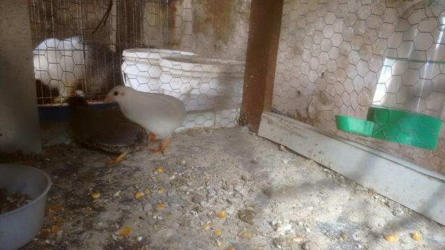 Vendo Casais de Codornas Chinesa - Foto 2