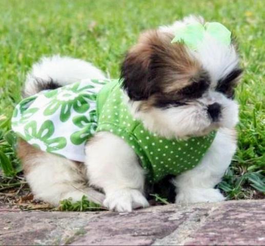 Shih Tzu - Foto 2