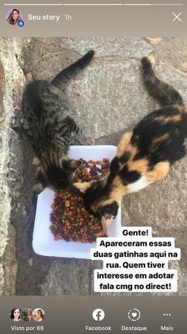 Gatinhas para adoção