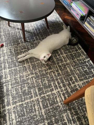 Gatinho Ozzy adoção- Leia o anúncio - Foto 3