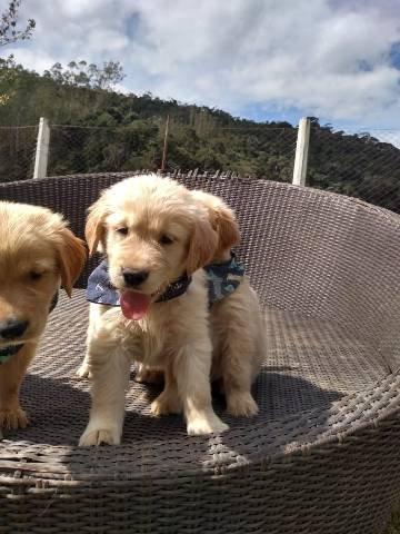 Curitiba# Filhotes de Golden Retriever