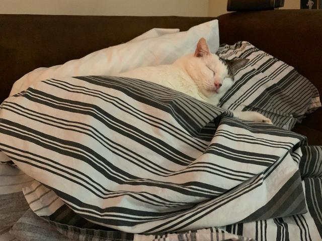 Gatinho Ozzy adoção- Leia o anúncio - Foto 4
