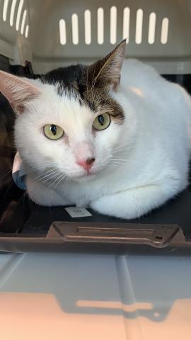 Gatinho Ozzy adoção- Leia o anúncio - Foto 2
