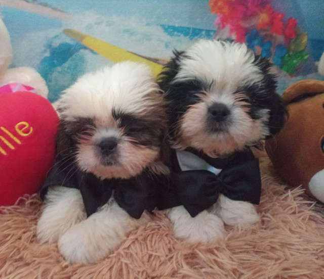 Os mais lindos Filhotes Berçário Amor de Bixo