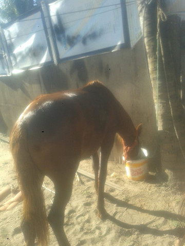 Vendo pordo 2 anos - Foto 2