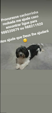 Shih-tzu