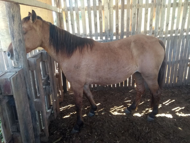 Vendo égua crioula grossa valor 2000 parcelo no cartão sem juros - Foto 4