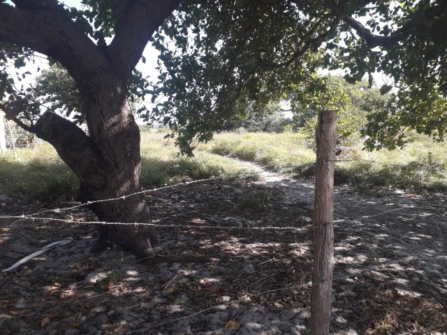 Terreno 10 x 30 m R$ 35.000,00 - Foto 6