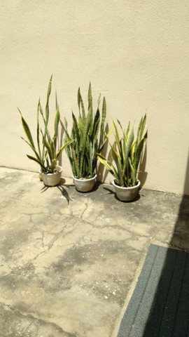 Planta espada de São Jorge - Foto 3