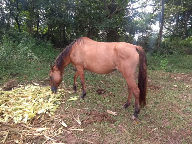 Vendo égua crioula grossa valor 2000 parcelo no cartão sem juros - Foto 3