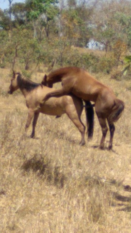 Vendo égua crioula grossa valor 2000 parcelo no cartão sem juros - Foto 5