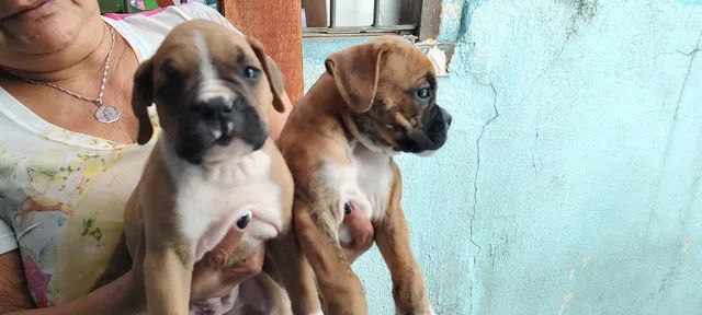 Lindos Filhotes de Boxer, Black Friday !!! - Foto 5