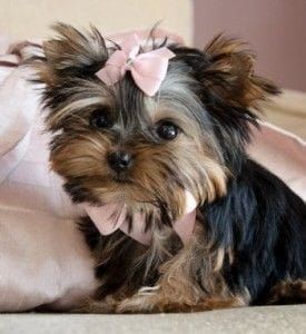 silverback yorkshire terrier