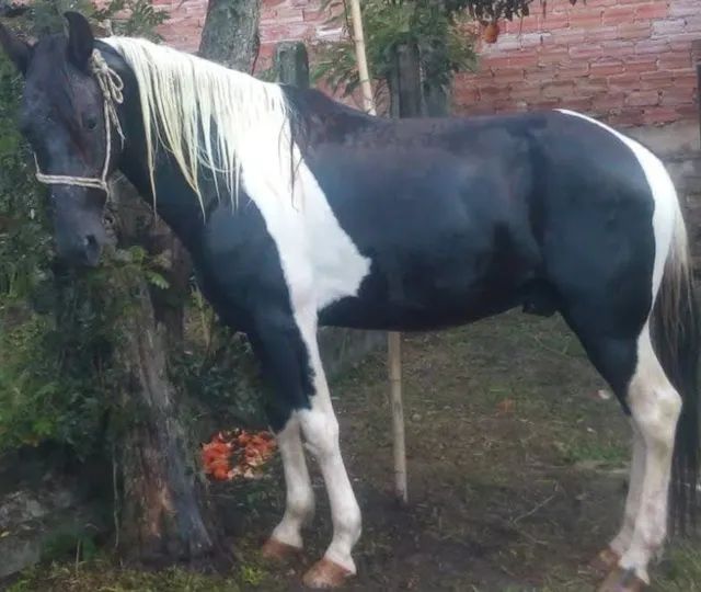 Vendo cavalo pampa manga larga marchador 