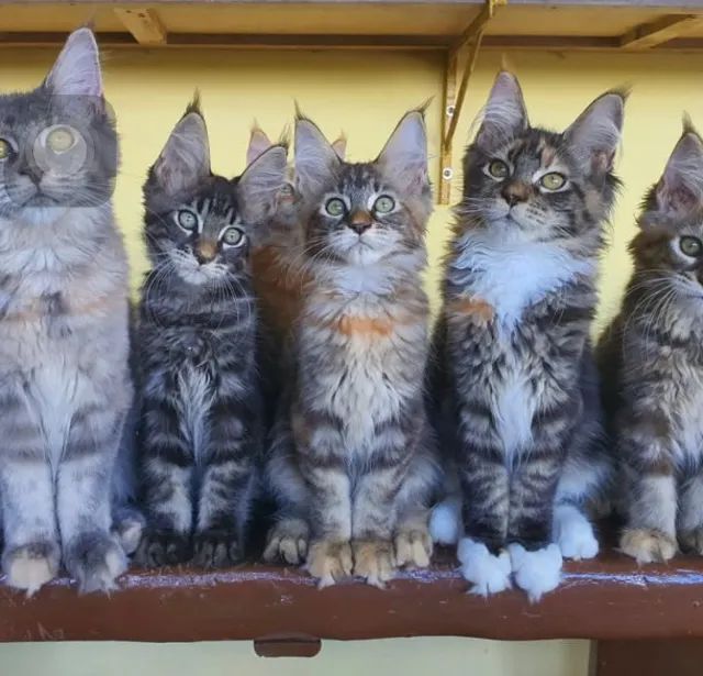 Maine Coon apronta entrega