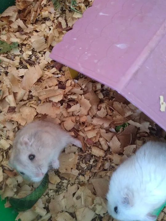 Hamsters - Foto 6