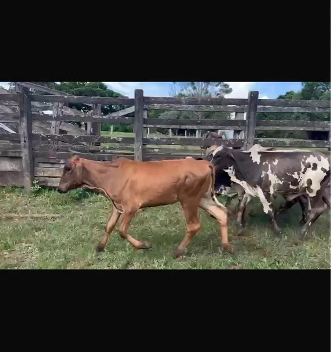 40 bezerros Nelorados  - Foto 4