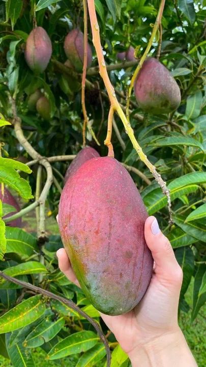 Frutífera P/vasos Manga Rosa Enxertada, Mudas Frutíferas Vasos - Foto 2