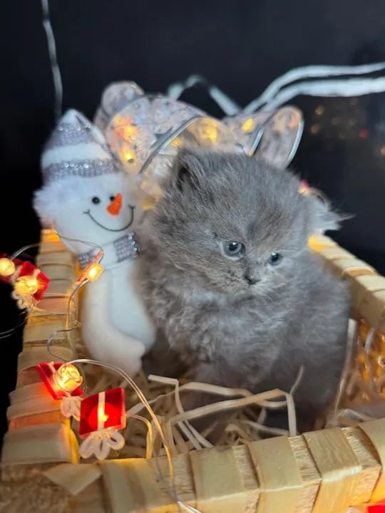 GATO PERSA  - Foto 4