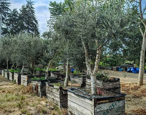 Oliveira 40 Anos de idade /Alvorada Plantas