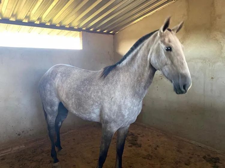 Égua mangalarga machador