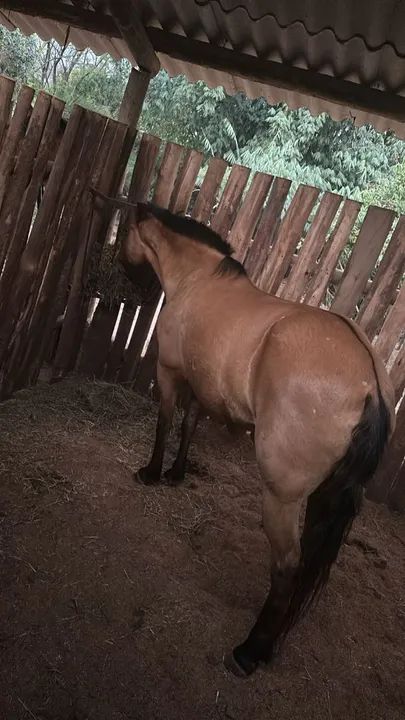 Egua Mangalarga Marchador