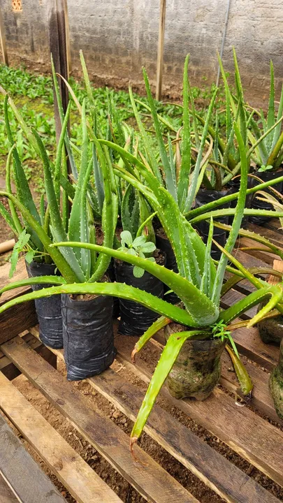 Mudas de babosa/ aloe vera pequenas