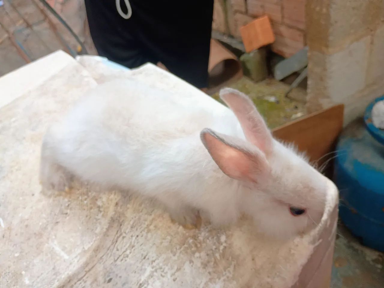 Doação coelho mini lion - Foto 2