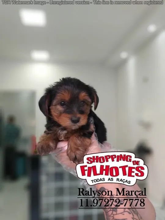 É melhor ter um Yorkshire Terrier amigo do que um amigo cachorro