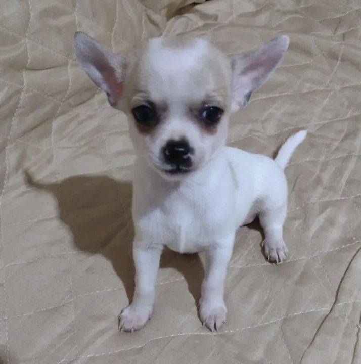 filhotes de Chihuahua! - Foto 6