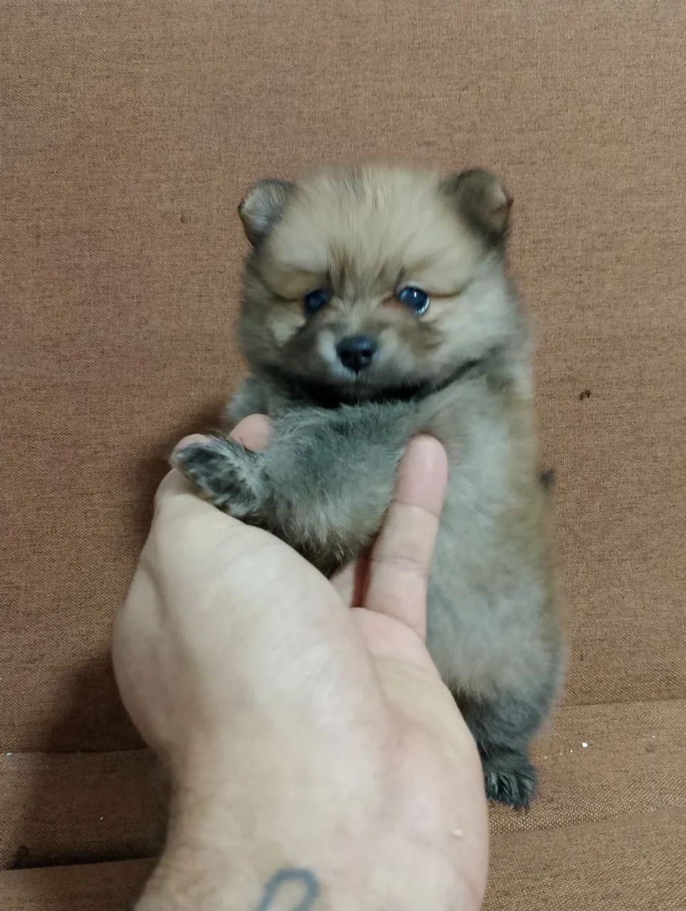 Spitz alemão fêmea 