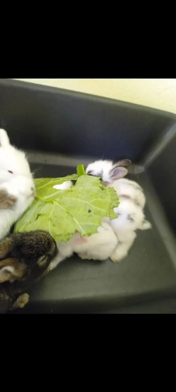Filhotes de Coelho FUZZY  - Foto 5