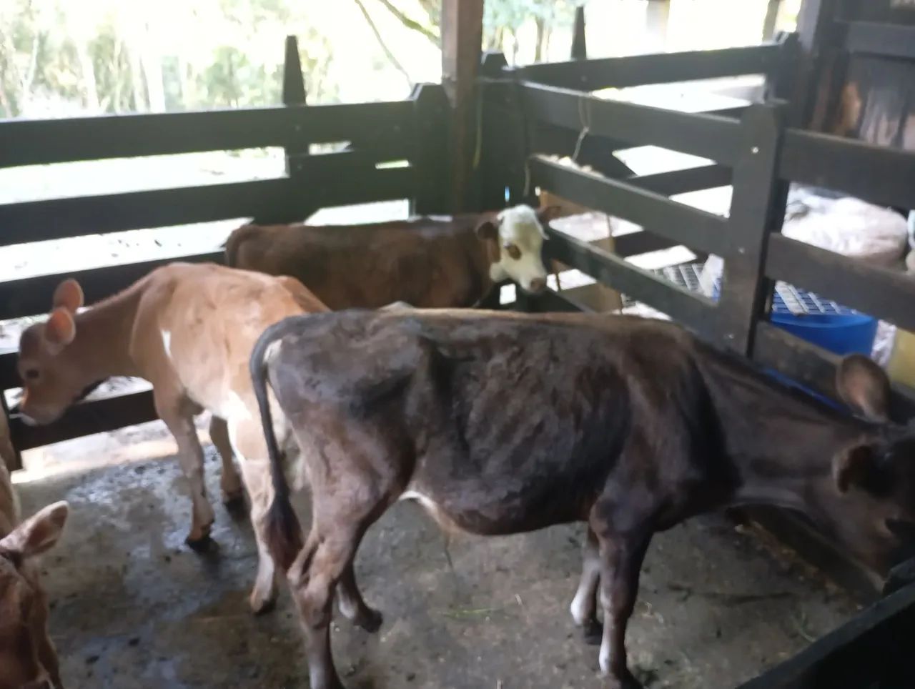 Três terneiros  - Foto 3