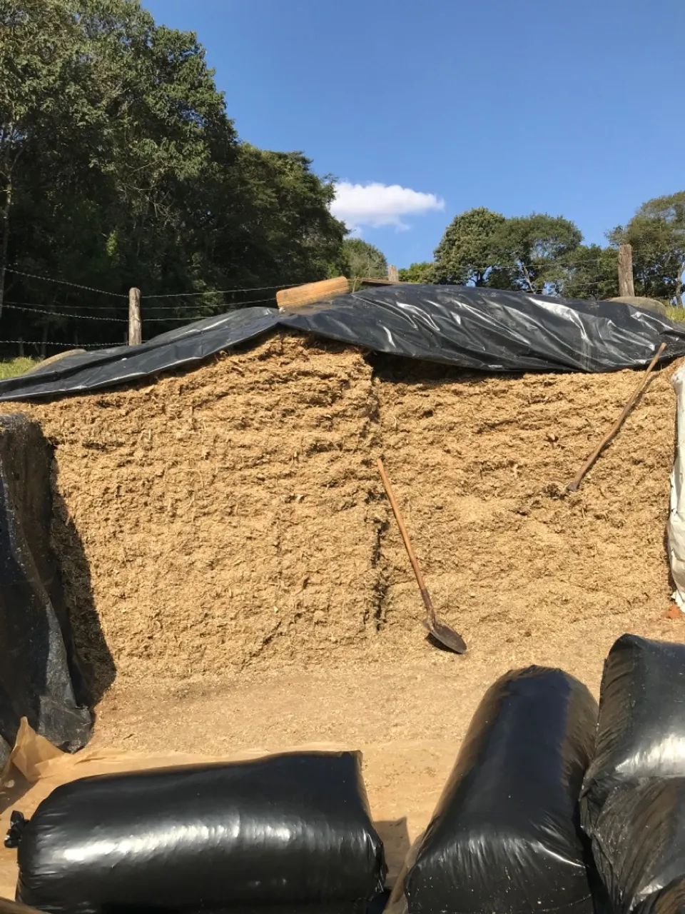 Silagem de milho ensacada. - Foto 3