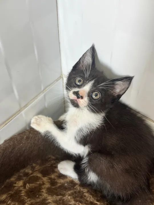 Gatinho preto e branco disponível para adoção